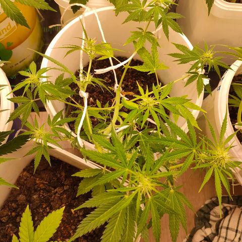 w_mb 2-5 growlog photo: mb_2
