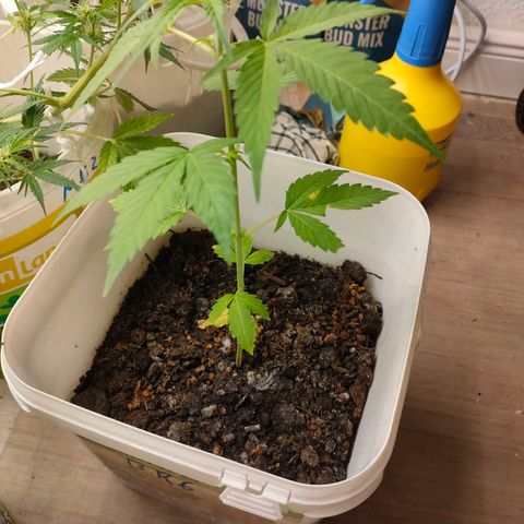 w_br 3-6 growlog photo: br_6