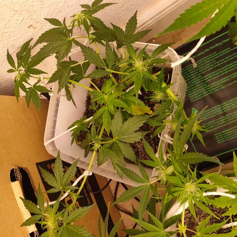 w_br 3-6 growlog photo: br_5