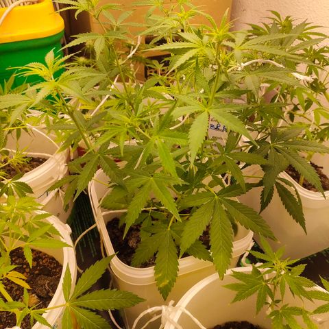 w_br 3-6 growlog photo: br_4