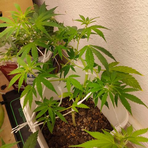 w_br 3-6 growlog photo: br_3