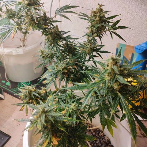 w_mb 2-5 growlog photo: mb_2