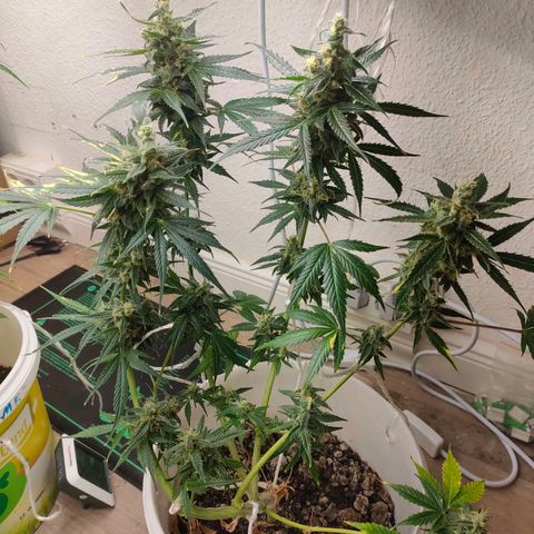 w_mb 2-5 growlog photo: mb_5
