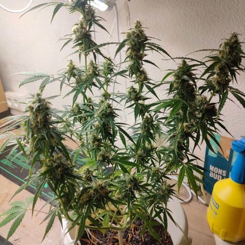 w_mb 2-5 growlog photo: mb_3