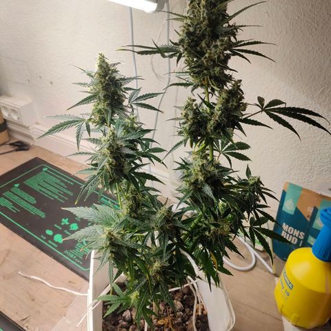 w_br 3-6 growlog photo: br_3