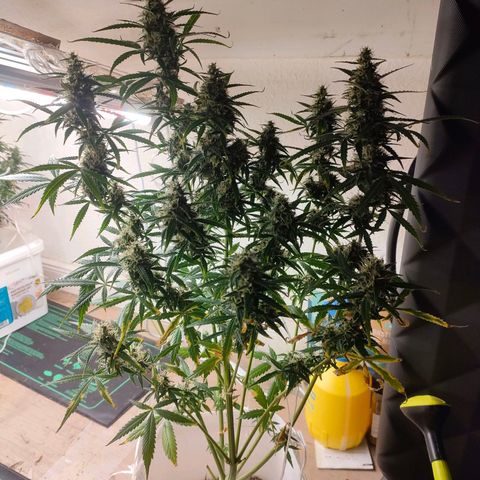 w_br 3-6 growlog photo: br_5