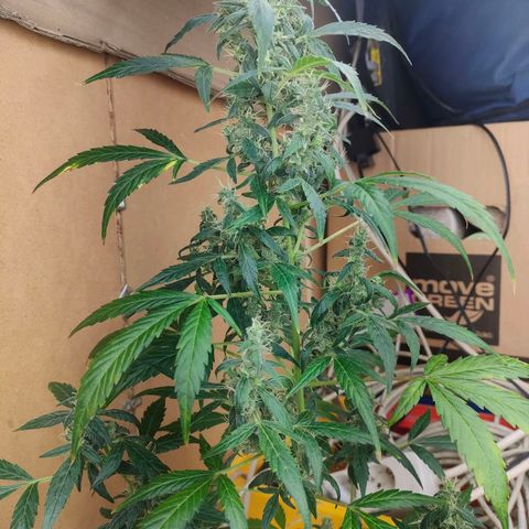 w_br 3-6 growlog photo: br_6