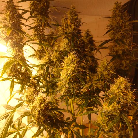 w_br 3-6 growlog photo: pre harvest