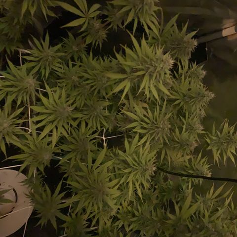 Double Cookies  growlog timeline photo