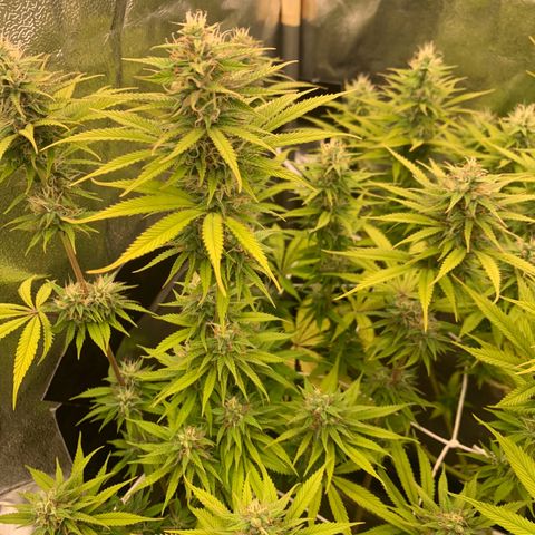 Double Cookies  growlog photo: Flowering, had some problems withe the mars hydro app, went completely rogue and continued being turned on for 24/7
Needed to go back to an analogue timer...