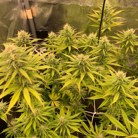 Double Cookies  growlog photo: Flowering, had some problems withe the mars hydro app, went completely rogue and continued being turned on for 24/7
Needed to go back to an analogue timer...