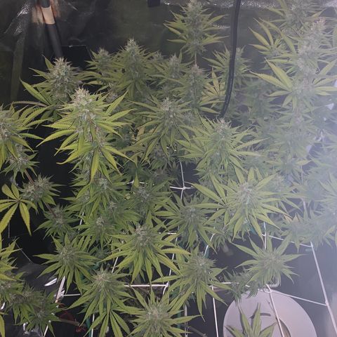 Double Cookies  growlog photo: Flowering, had some problems withe the mars hydro app, went completely rogue and continued being turned on for 24/7
Needed to go back to an analogue timer...