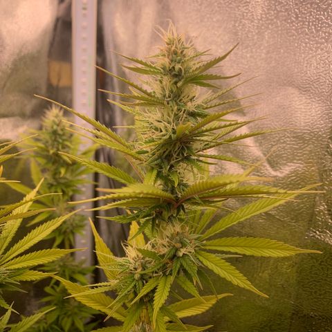 Double Cookies  growlog photo: Flowering, had some problems withe the mars hydro app, went completely rogue and continued being turned on for 24/7
Needed to go back to an analogue timer...