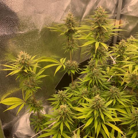 Double Cookies  growlog timeline photo