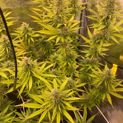 Double Cookies  growlog photo: Kurz vor Licht aus