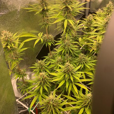 Double Cookies  growlog photo: Getting closer to harvest. 
Die Ernte naht!