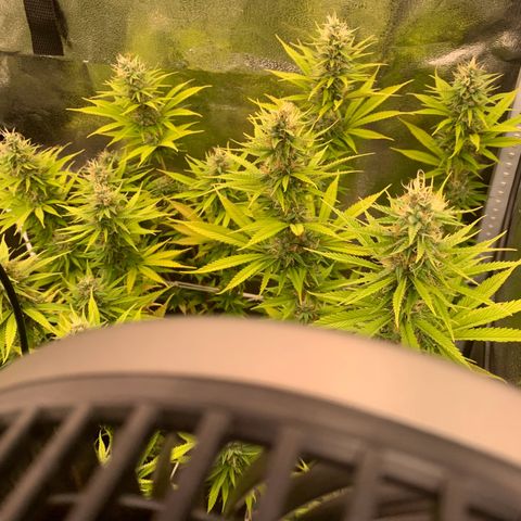 Double Cookies  growlog photo: Getting closer to harvest. 
Die Ernte naht!