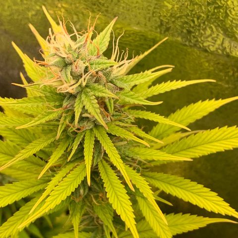 Double Cookies  growlog timeline photo