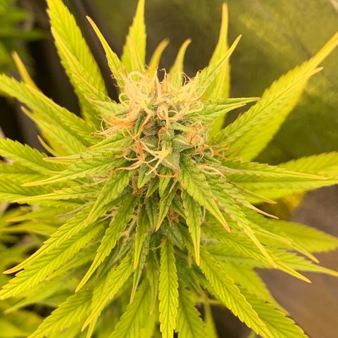 Double Cookies  growlog timeline photo