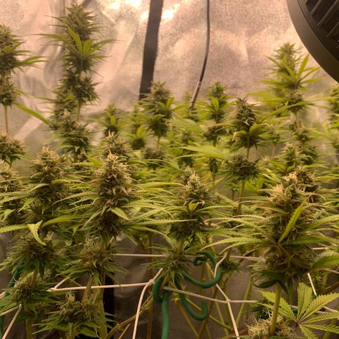 Double Cookies  growlog timeline photo