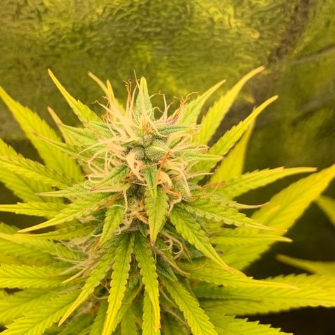 Double Cookies  growlog timeline photo