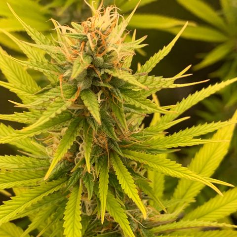 Double Cookies  growlog timeline photo