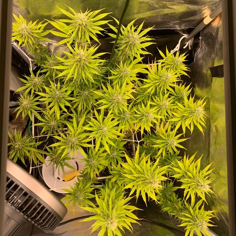 Double Cookies  growlog timeline photo