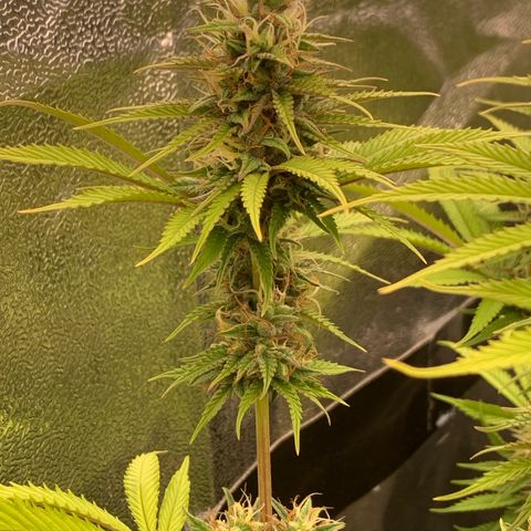 Double Cookies  growlog timeline photo