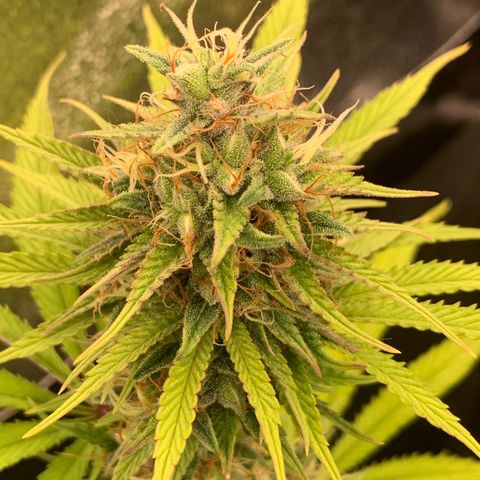 Double Cookies  growlog timeline photo