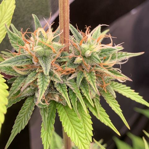 Double Cookies  growlog timeline photo