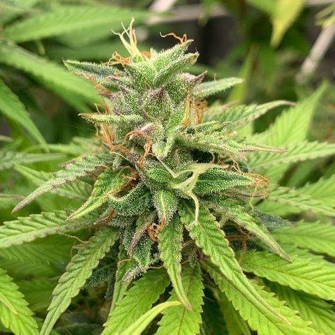 Double Cookies  growlog timeline photo