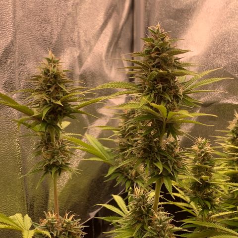 Double Cookies  growlog timeline photo