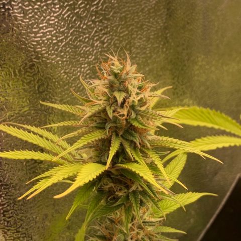 Double Cookies  growlog timeline photo