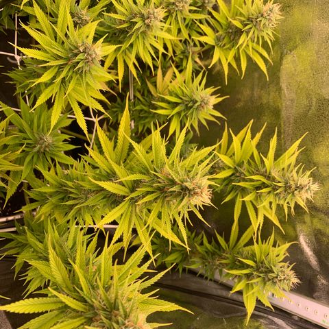 Double Cookies  growlog timeline photo