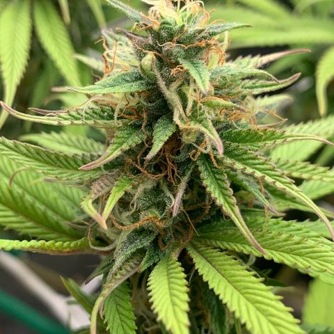 Double Cookies  growlog photo: 2x Double Cookies kirz vor Woche neun Blüte 