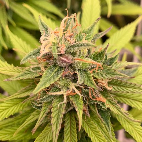 Double Cookies  growlog photo: 2x Double Cookies kirz vor Woche neun Blüte 