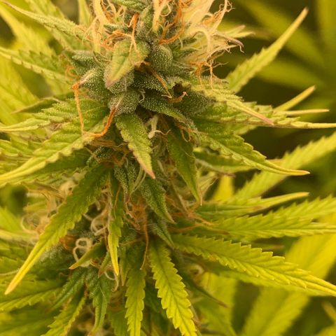 Double Cookies  growlog photo: 2x Double Cookies kirz vor Woche neun Blüte 