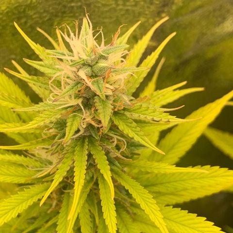 Double Cookies  growlog photo: 2x Double Cookies kirz vor Woche neun Blüte 