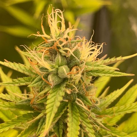 Double Cookies  growlog photo: 2x Double Cookies kirz vor Woche neun Blüte 