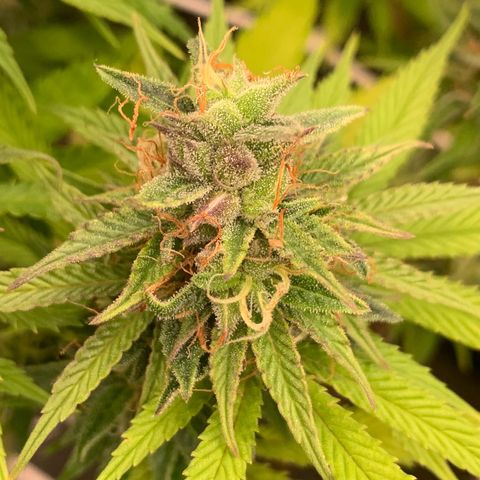 Double Cookies  growlog photo: 2x Double Cookies kirz vor Woche neun Blüte 