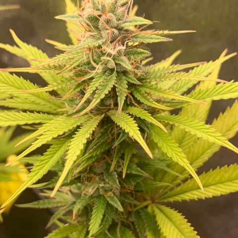 Double Cookies  growlog photo: 2x Double Cookies kirz vor Woche neun Blüte 