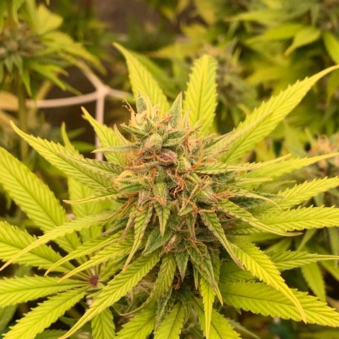 Double Cookies  growlog timeline photo