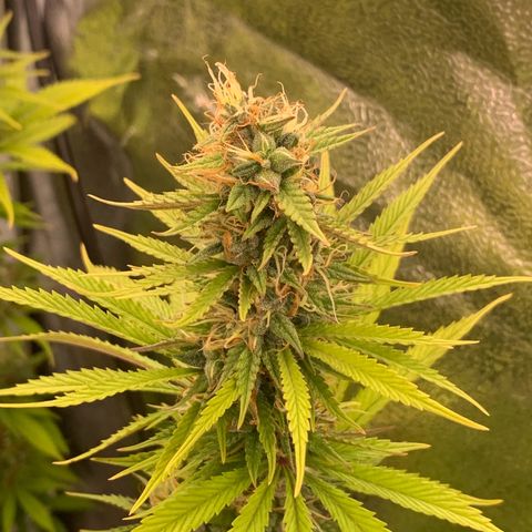 Double Cookies  growlog timeline photo