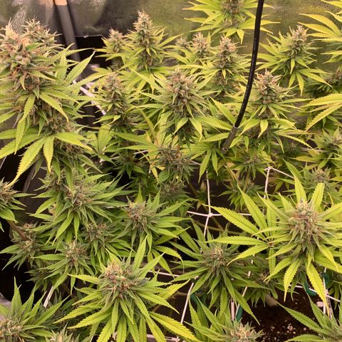 Double Cookies  growlog timeline photo