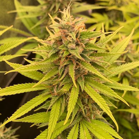 Double Cookies  growlog timeline photo