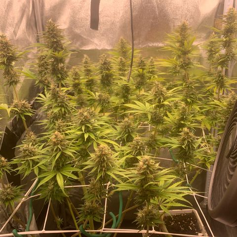 Double Cookies  growlog photo: Flushing 