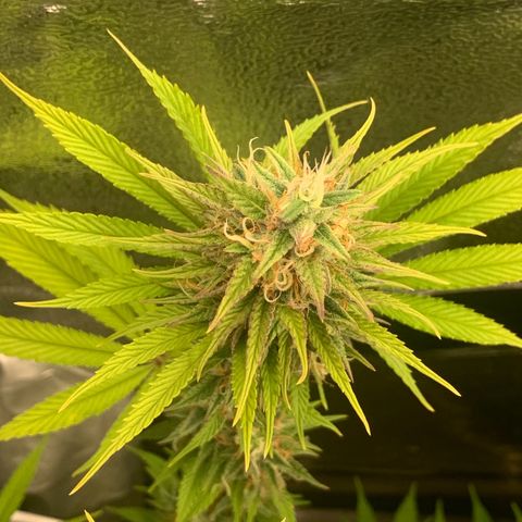 Double Cookies  growlog photo: Spülen spülen spülen 