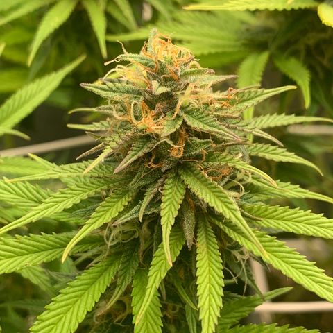 Double Cookies  growlog photo: Spülen spülen spülen 