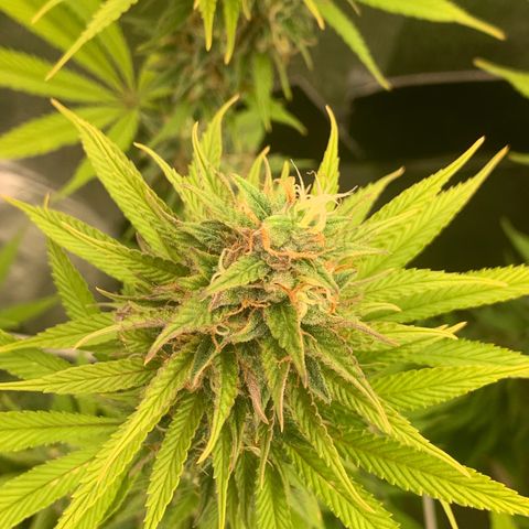 Double Cookies  growlog photo: Spülen spülen spülen 