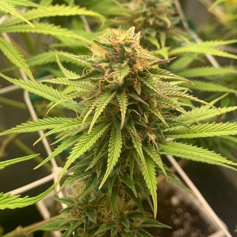 Double Cookies  growlog photo: Spülen spülen spülen 